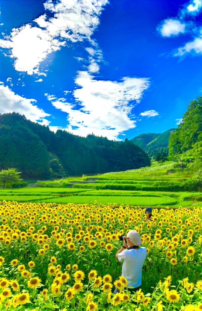 真夏のひまわりの写真を撮ってきました（画像1）